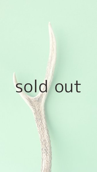 画像3: デコール用二ホンジカの角mini・小鹿 (3)