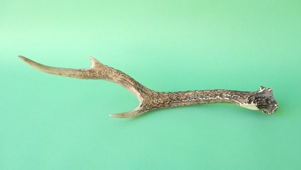 画像4: デコール用二ホンジカの角mini・小鹿 (4)