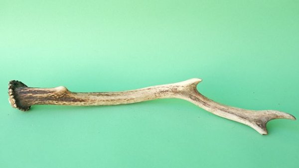 画像4: デコール用二ホンジカの角mini・小鹿 (4)