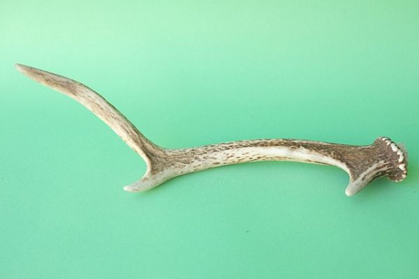 画像4: デコール用二ホンジカの角mini・小鹿 (4)