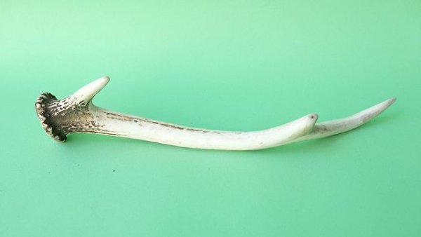 画像5: デコール用二ホンジカの角mini・小鹿 (5)