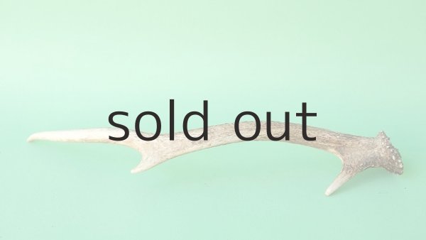 画像5: デコール用二ホンジカの角mini・小鹿 (5)