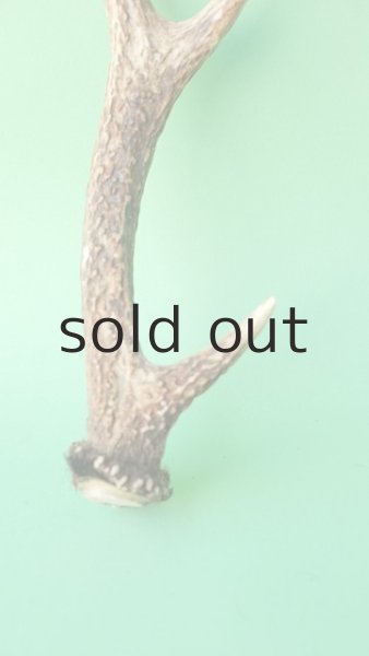 画像2: デコール用二ホンジカの角mini・小鹿 (2)