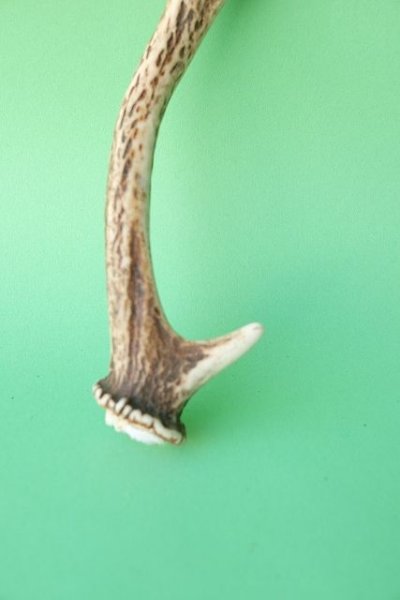 画像2: デコール用二ホンジカの角mini・小鹿 (2)