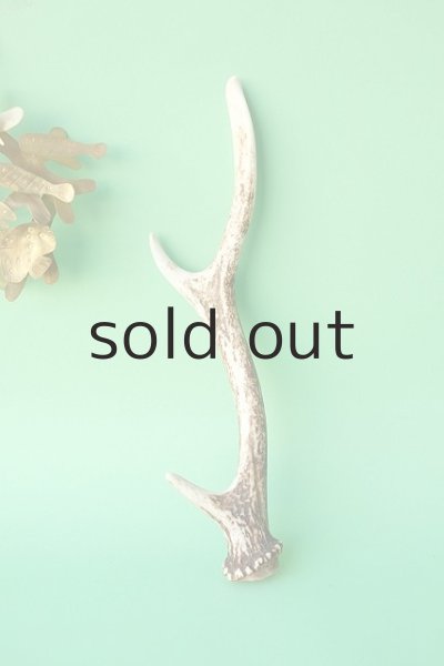 画像1: デコール用二ホンジカの角mini・小鹿 (1)