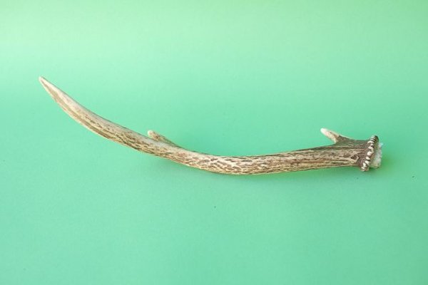 画像4: デコール用二ホンジカの角mini・小鹿 (4)