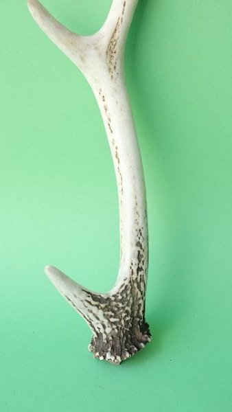 画像2: デコール用二ホンジカの角mini・小鹿 (2)