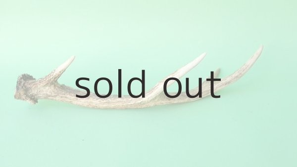 画像4: デコール用二ホンジカの角mini・小鹿 (4)