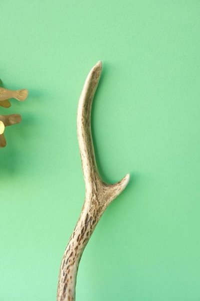 画像3: デコール用二ホンジカの角mini・小鹿 (3)