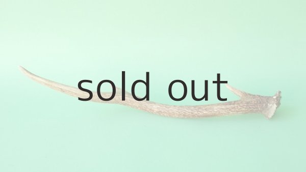 画像4: デコール用二ホンジカの角mini・小鹿 (4)