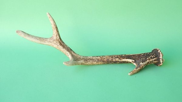 画像4: デコール用二ホンジカの角mini・小鹿 (4)