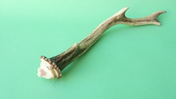 画像6: デコール用二ホンジカの角mini・小鹿 (6)