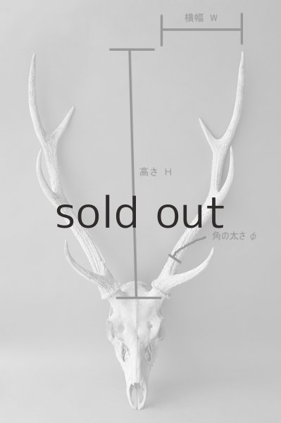 画像7: デコール用二ホンジカの角mini・小鹿 (7)