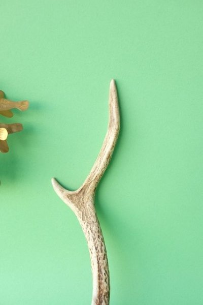 画像3: デコール用二ホンジカの角mini・小鹿 (3)