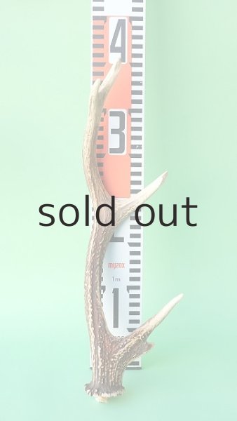 画像7: デコール用二ホンジカの角mini・小鹿 (7)