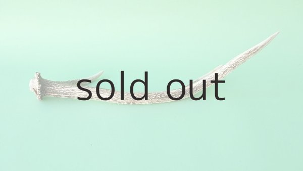 画像5: デコール用二ホンジカの角mini・小鹿 (5)