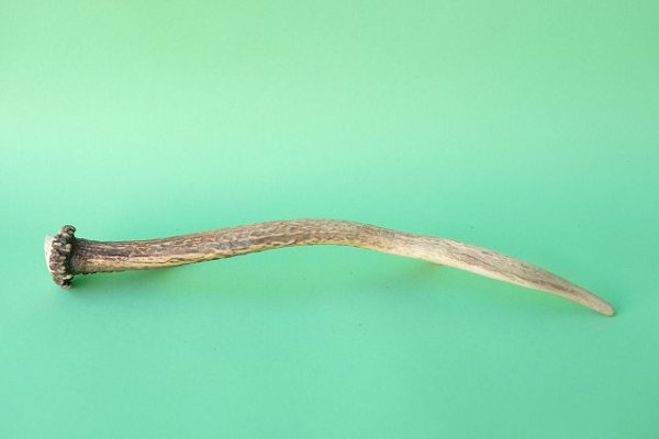 画像5: デコール用二ホンジカの角mini・小鹿 (5)