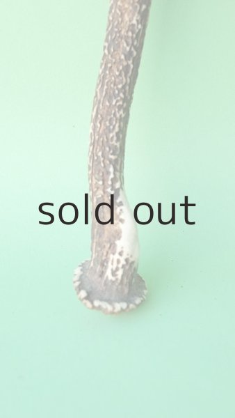 画像2: デコール用二ホンジカの角mini・小鹿 (2)