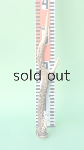 画像7: デコール用二ホンジカの角mini・小鹿 (7)