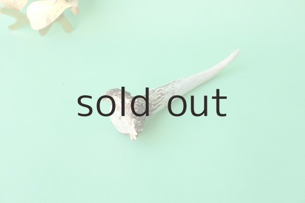 画像4: デコール用二ホンジカの角mini・小鹿（チャーム用） (4)