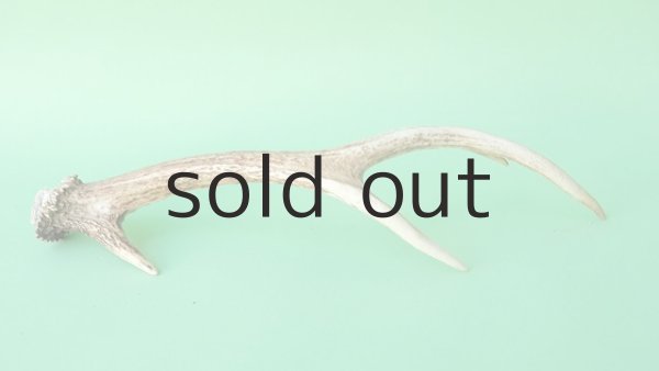 画像5: デコール用二ホンジカの角mini・小鹿 (5)