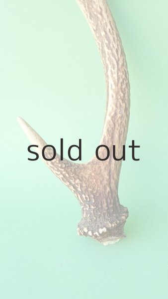 画像2: デコール用二ホンジカの角mini・小鹿 (2)