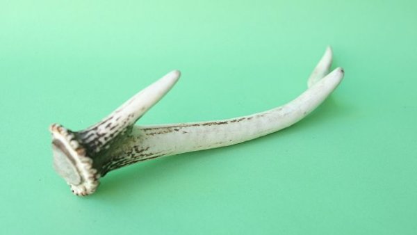 画像6: デコール用二ホンジカの角mini・小鹿 (6)