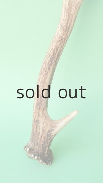 画像2: デコール用二ホンジカの角mini・小鹿 (2)