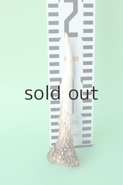 画像5: デコール用二ホンジカの角mini・小鹿（チャーム用） (5)