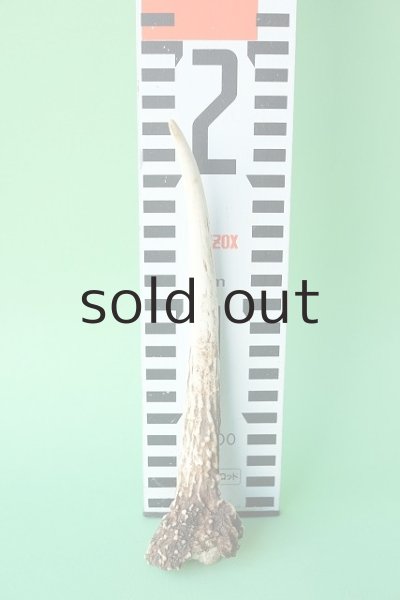 画像5: デコール用二ホンジカの角mini・小鹿（チャーム用） (5)