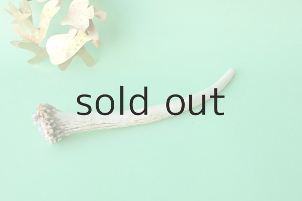 画像2: デコール用二ホンジカの角mini・小鹿（チャーム用） (2)