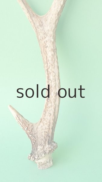 画像2: デコール用二ホンジカの角mini・小鹿 (2)