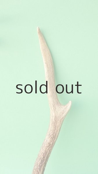 画像3: デコール用二ホンジカの角mini・小鹿 (3)