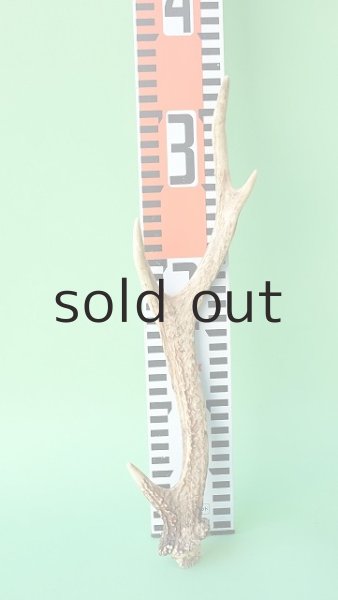 画像7: デコール用二ホンジカの角mini・小鹿 (7)