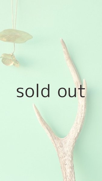 画像3: デコール用二ホンジカの角mini・小鹿 (3)