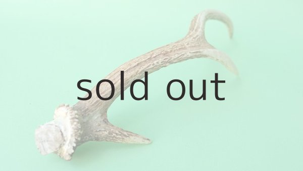 画像6: デコール用二ホンジカの角mini・小鹿 (6)