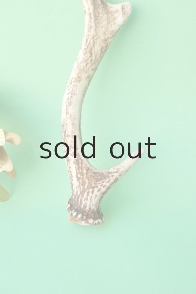 画像2: デコール用二ホンジカの角mini・小鹿 (2)