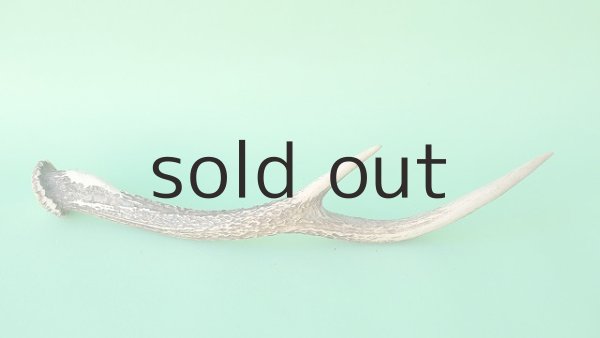 画像5: デコール用二ホンジカの角mini・小鹿 (5)