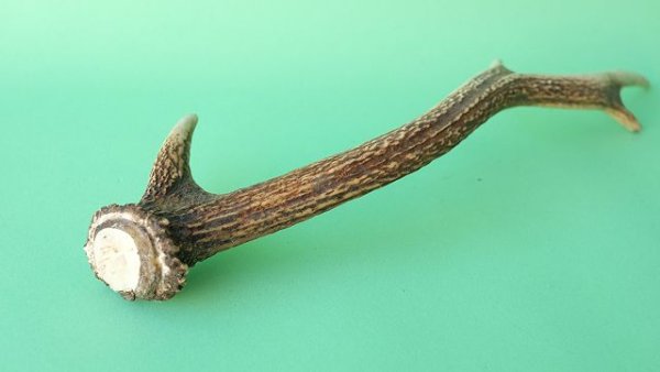 画像6: デコール用二ホンジカの角mini・小鹿 (6)