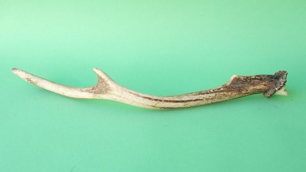 画像5: デコール用二ホンジカの角mini・小鹿 (5)