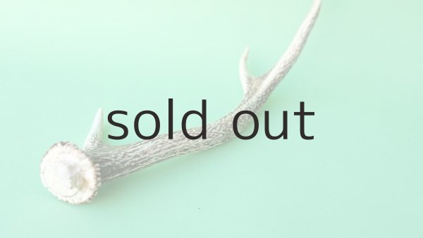 画像6: デコール用二ホンジカの角mini・小鹿 (6)