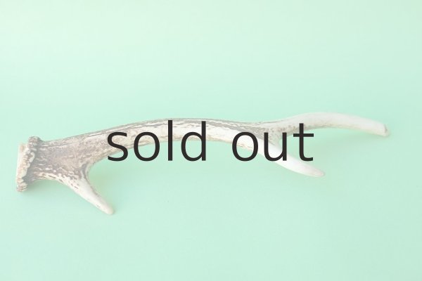 画像5: デコール用二ホンジカの角mini・小鹿 (5)