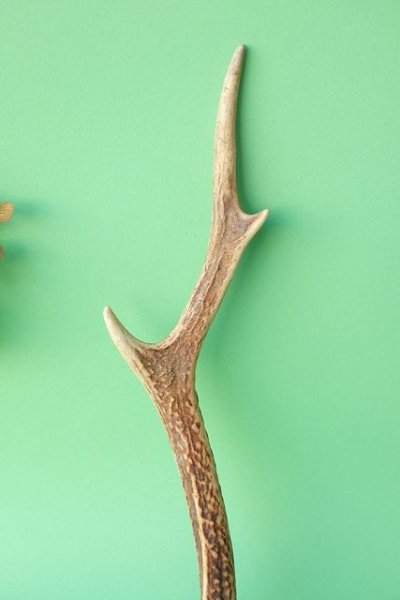 画像3: デコール用二ホンジカの角mini・小鹿 (3)