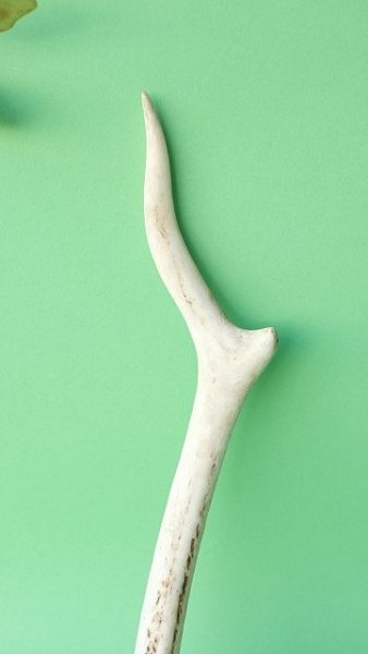 画像3: デコール用二ホンジカの角mini・小鹿 (3)