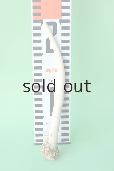 画像4: デコール用二ホンジカの角mini・小鹿（チャーム用） (4)