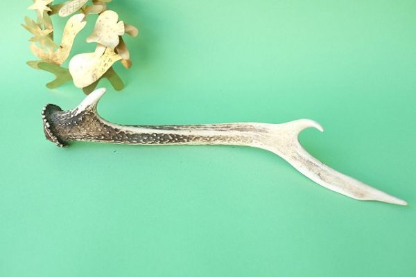 画像4: デコール用二ホンジカの角mini・小鹿 (4)