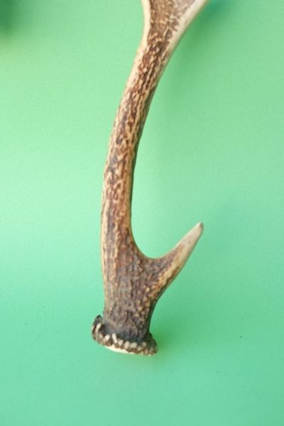 画像2: デコール用二ホンジカの角mini・小鹿 (2)