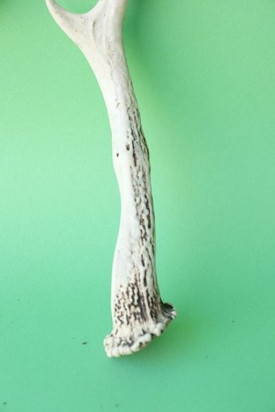 画像2: デコール用二ホンジカの角mini・小鹿 (2)