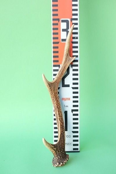 画像7: デコール用二ホンジカの角mini・小鹿 (7)