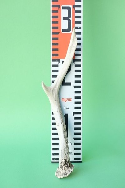 画像7: デコール用二ホンジカの角mini・小鹿 (7)